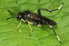 Macrophya montana