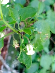 Salpichroa origanifolia