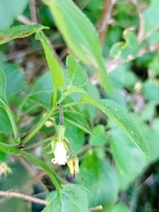 Salpichroa origanifolia