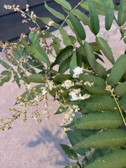Sorbus scopulina
