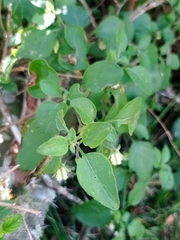 Salpichroa origanifolia