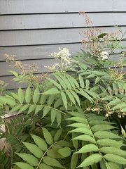 Sorbus scopulina