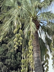 Washingtonia robusta