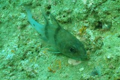 Apogonichthyoides sialis