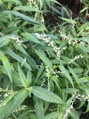 Persicaria punctata