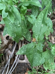 Symphyotrichum undulatum