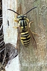 Vespula squamosa