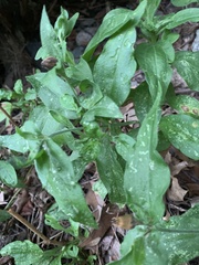 Symphyotrichum undulatum