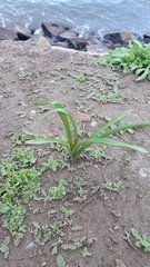 Phycella cyrtanthoides