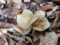 Helvella crispa