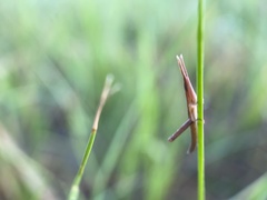 Achurum carinatum