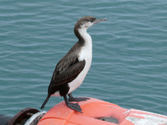 Phalacrocorax fuscescens