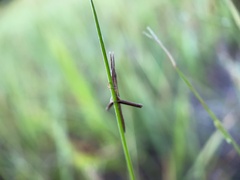 Achurum carinatum