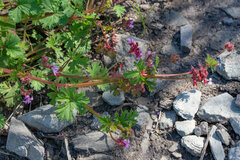 Pelargonium grossularioides