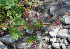 Pelargonium grossularioides