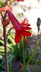 Phycella cyrtanthoides