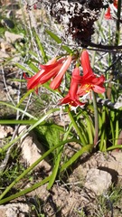 Phycella cyrtanthoides