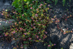 Pelargonium grossularioides