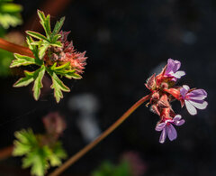 Pelargonium grossularioides