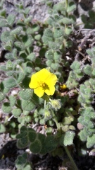 Helianthemum