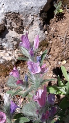 Echium albicans
