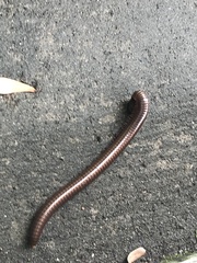 Thyropygus allevatus