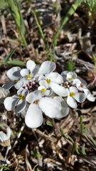 Iberis