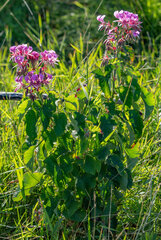 Pelargonium cordifolium