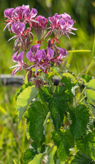 Pelargonium cordifolium