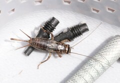 Modicogryllus