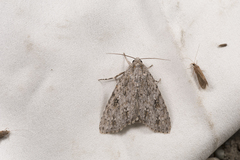 Acronicta gigasa