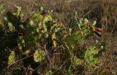 Opuntia stricta