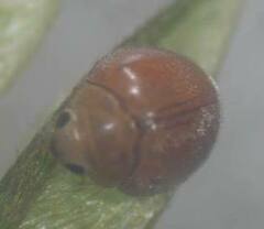 Pseudaspidimerus flaviceps