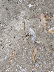 Latrodectus hesperus