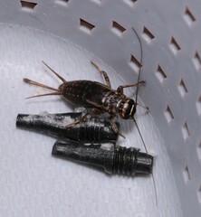 Modicogryllus