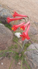 Phycella cyrtanthoides