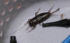 Modicogryllus