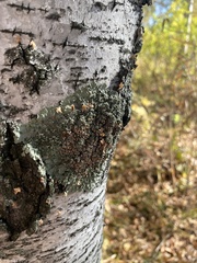 Flavoparmelia caperata