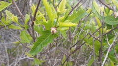 Bridgesia incisifolia