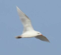 Ichthyaetus melanocephalus