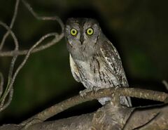 Otus scops