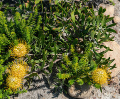 Leucospermum cuneiforme