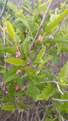 Bridgesia incisifolia