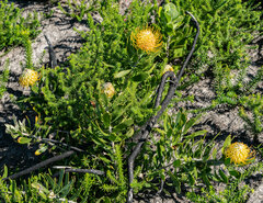 Leucospermum cuneiforme