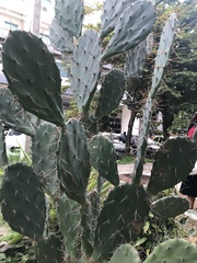 Opuntia cochenillifera