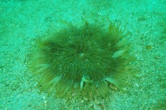 Heteractis aurora