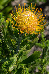 Leucospermum cuneiforme