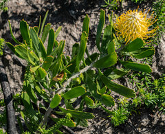 Leucospermum cuneiforme