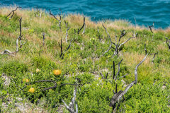 Leucospermum cuneiforme