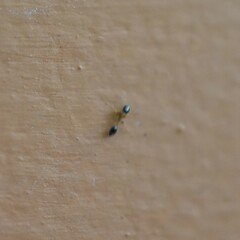 Monomorium floricola